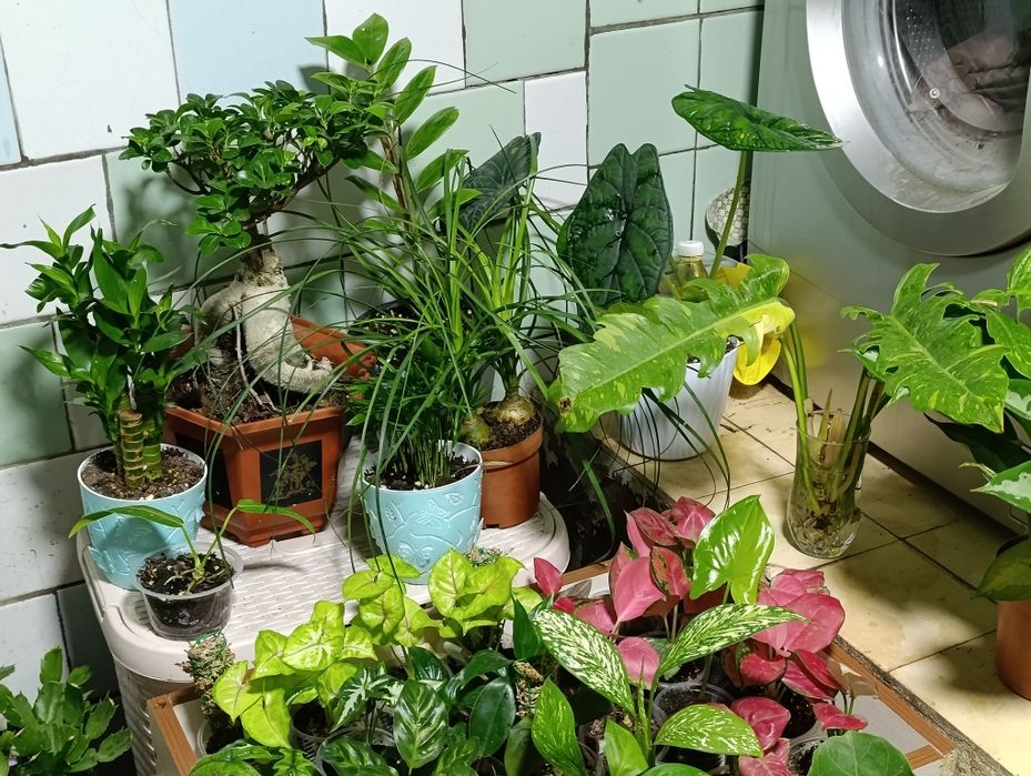 Комнатные растения