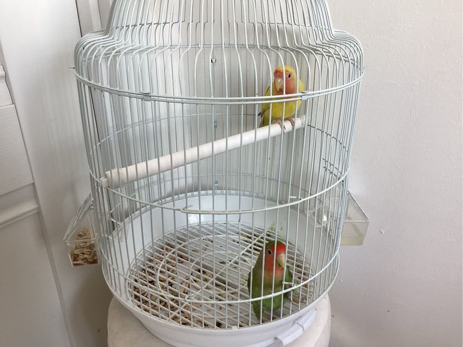 Попугай неразлучники 2 шт