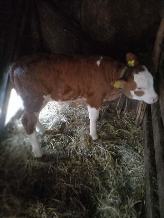 Vând vițel bălțat românesc