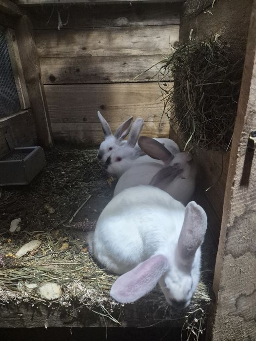 Iepurași de vânzare