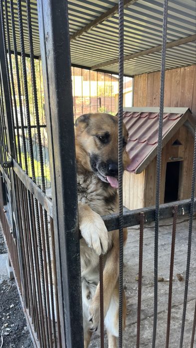 продам вольер для сабаки