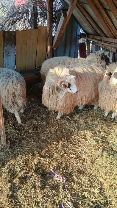 Schimb bercec cu oaie sau capra