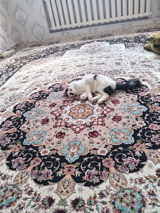 SAG gilam to'p toza idyal holatda eni 3.20 bo'yia 5 metira dim qalin