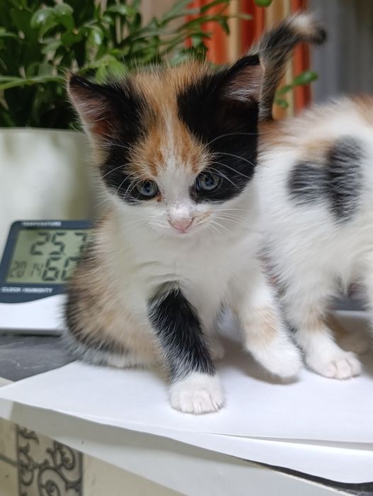 Котята очень милые