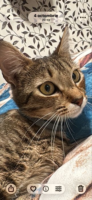 Adoptie pisicuta