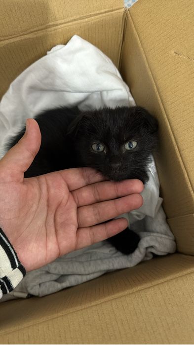 Отдам котёнка в добрые руки.