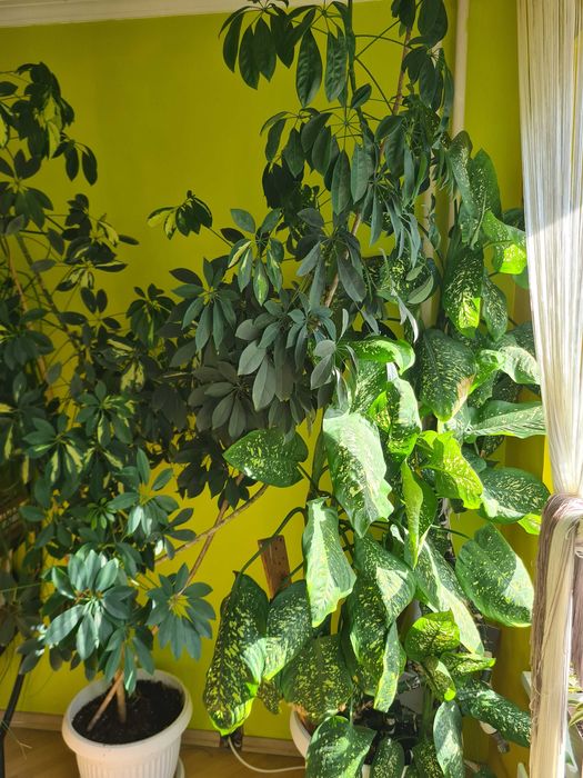 Големи стайни растения - Шефлера и Дифенбахия