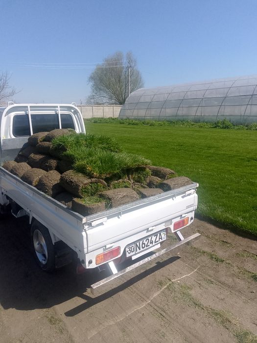 Gazon ruloni landshaft dizayni xizmatlari