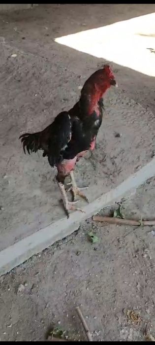 Dakan xuroz sotiladi zodga