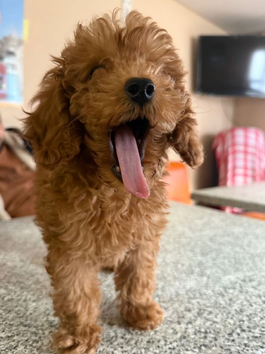 Той пудел момиченце!