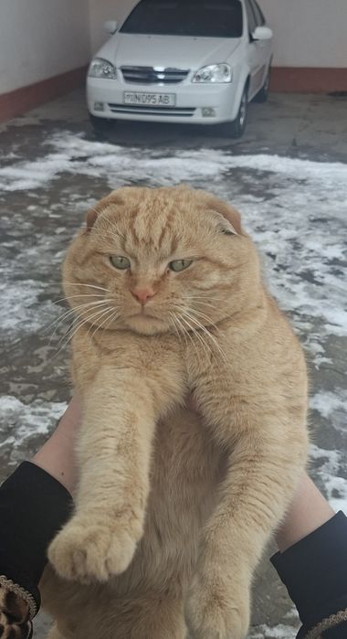 VYAZKA uchun qiz mushuklarni taklif qilamiz.