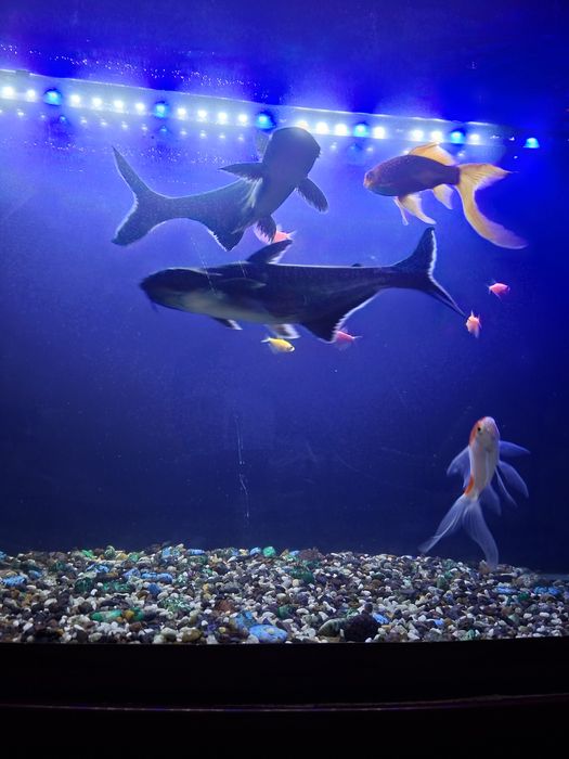 Акула понгасиюсь