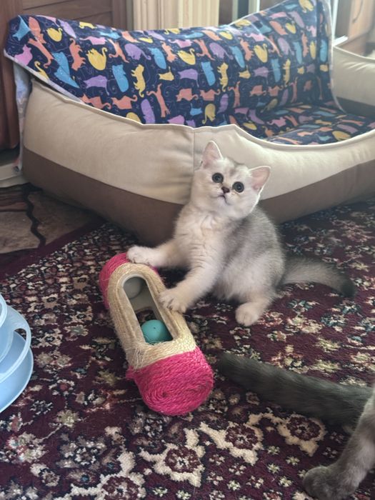 Продается девочка Скоттиш страйт