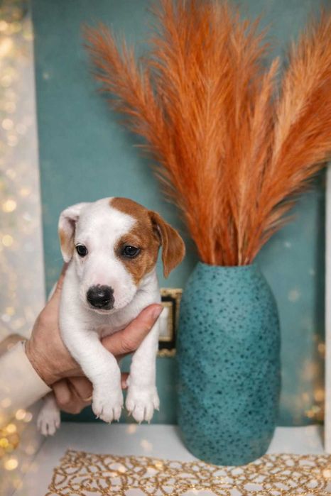 Джак Ръсел момче