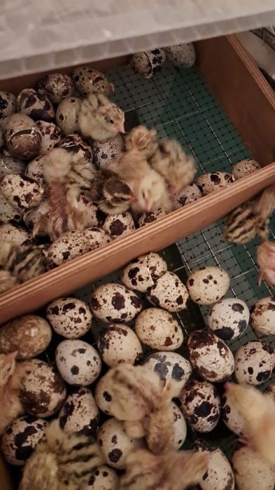 Яйца перепелов на инкубацию