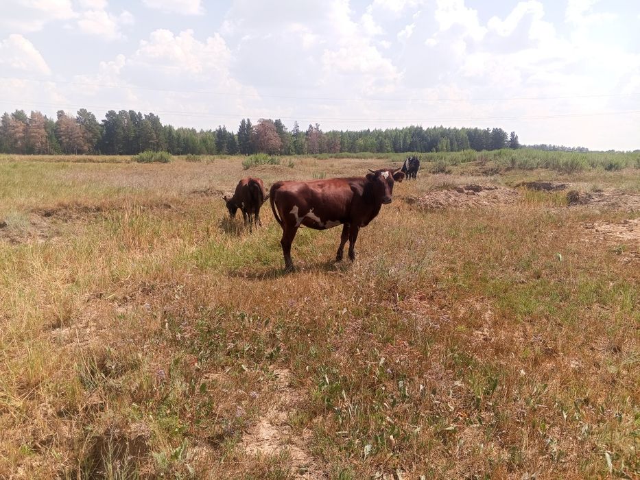 Продам скот находятся Азат -Ивановский