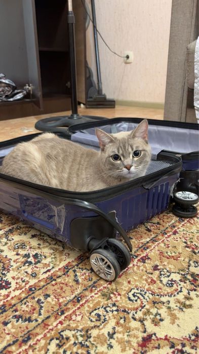 Кошки для продажу