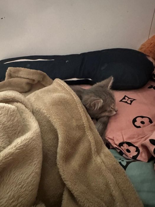 Отдам хорошые руки.