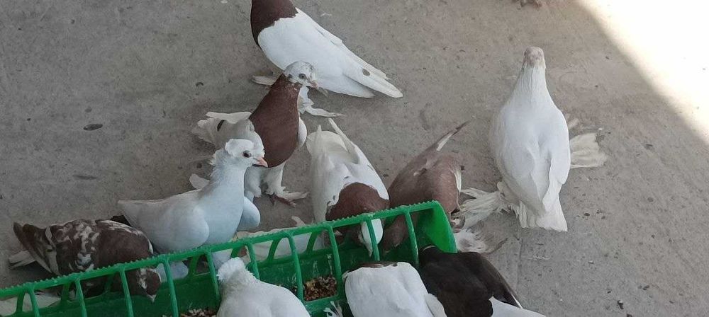 Голуби продаются