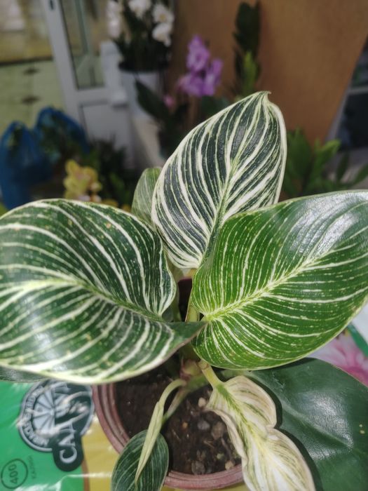 Филодедрон Биркин