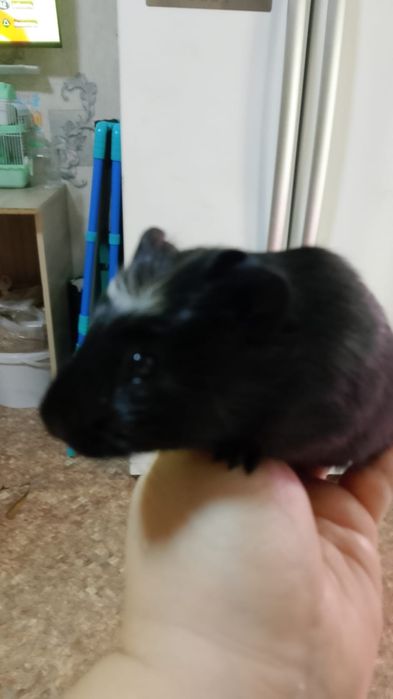 Продам марских свинок