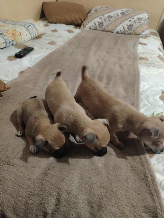 Чихоахоа- пинчер