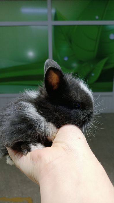 Маленькие домашние кролики