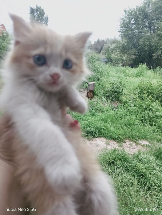 Животные,котята.
