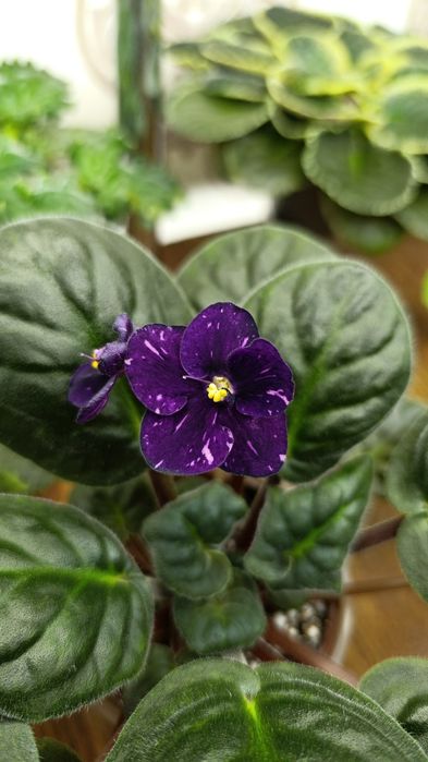 Цветущие сортовые фиалки