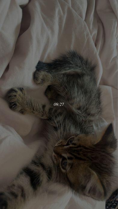 Продам котенка британский
