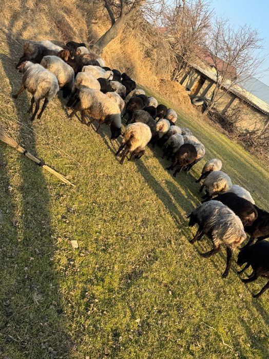 Bug’oz quy sotiladi