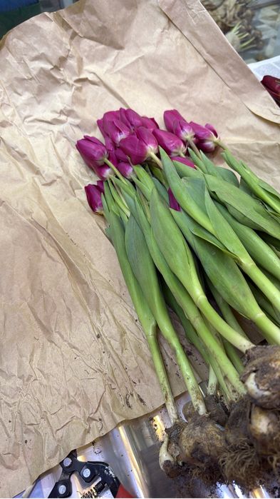 Тюльпаны по 500 тг