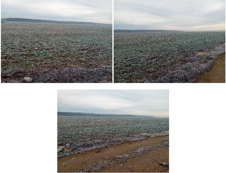 Teren extravilan Snagov, ID: R2884549