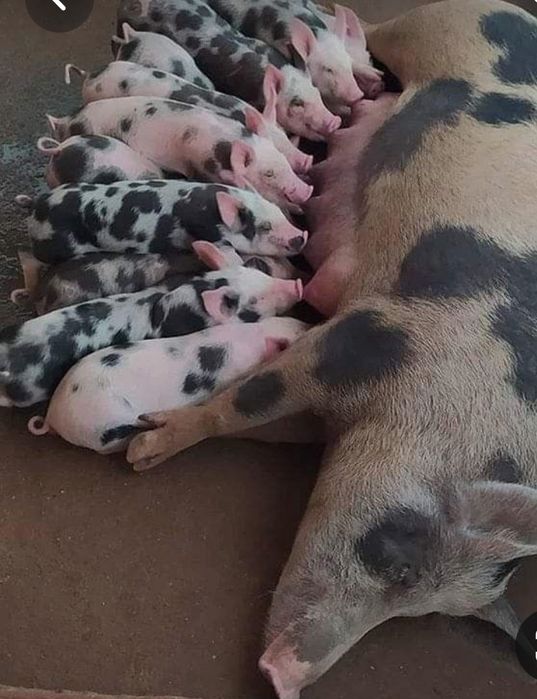 Поросята  круглый год