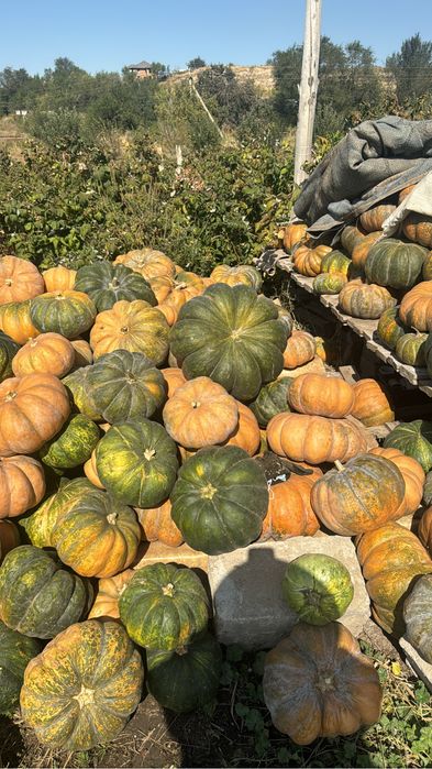 Продам!  Тыкву.  Японка.  Американка