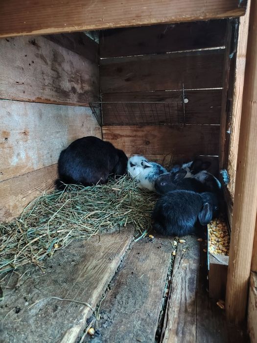 Iepurași rasa pitica la maturitate nu depășește 2kg am disponibil Rex japonez pitic Rex albastru pitic cap de leu pitic berbec pitic