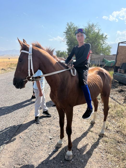 Продаже лошадь жеребчик