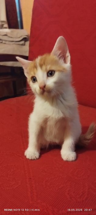 Малки котенца подарявам
