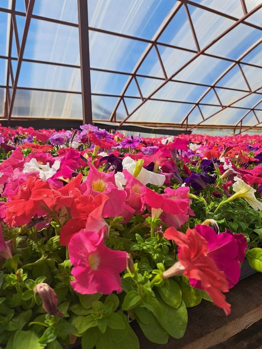 Цветы в большом количестве