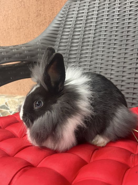 Pui Cap de Leu la cel mai bun pret