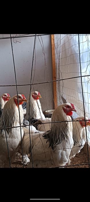 Vând Cocoși Brahma  serie tananara