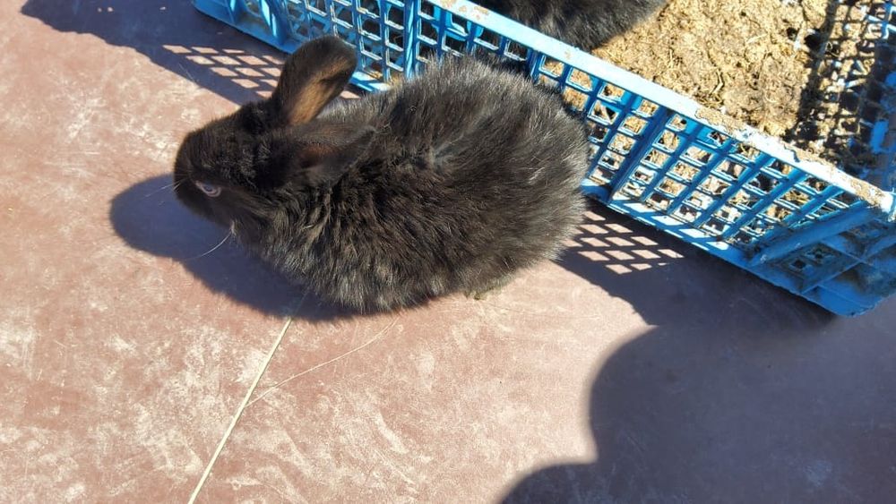 Крольчата, кролики, кролик