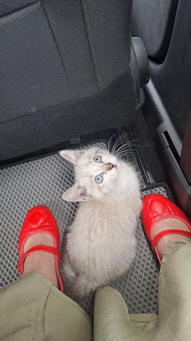Котенок, мальчик,голубо глаза