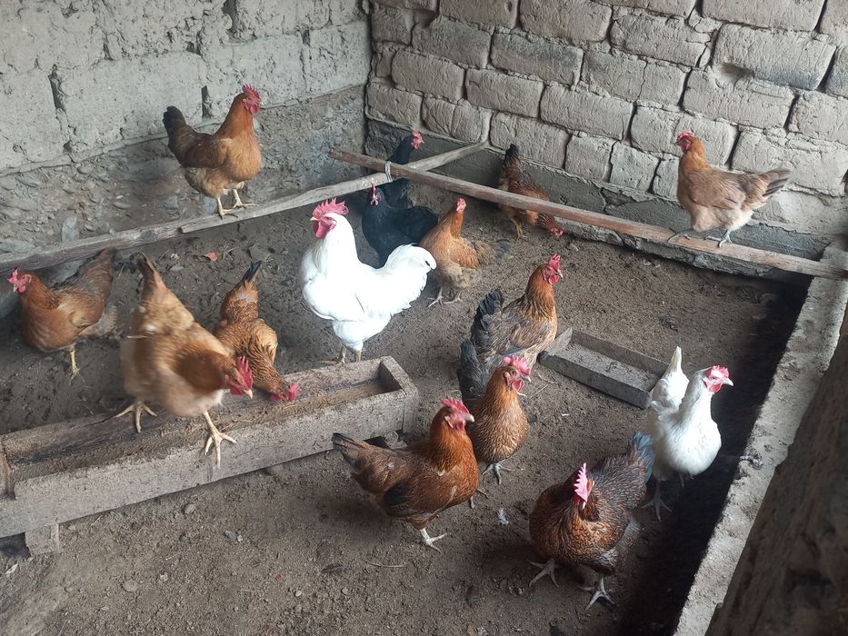 Тауықтардың жұмыртқалары сатылады