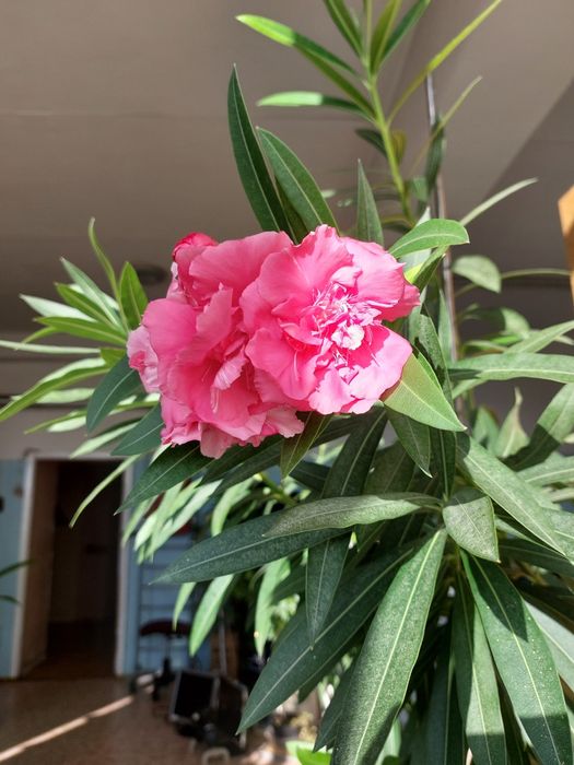 Продам цветущие махровые олеандры