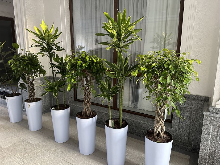 Растения в горшках для офиса и дома