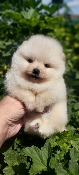 Шпицы кремовые мальчики и девочки