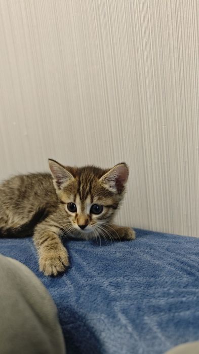 Котята (2 месяца) в добрые руки!