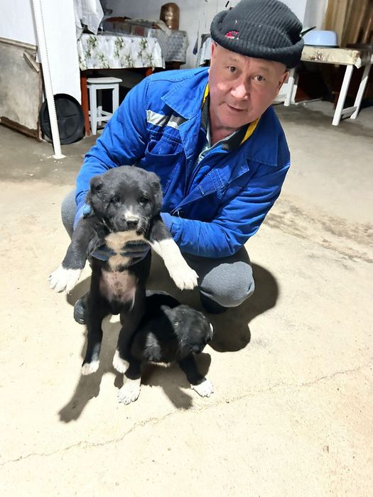 Щенки Алабая 1 месяц