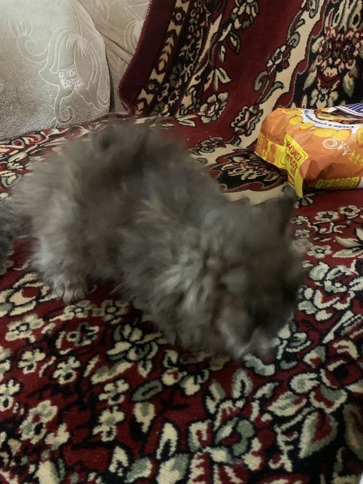 Одам даром кошку